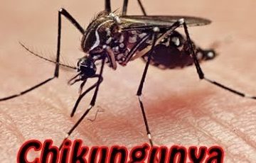 Saiba o que é chikungunya